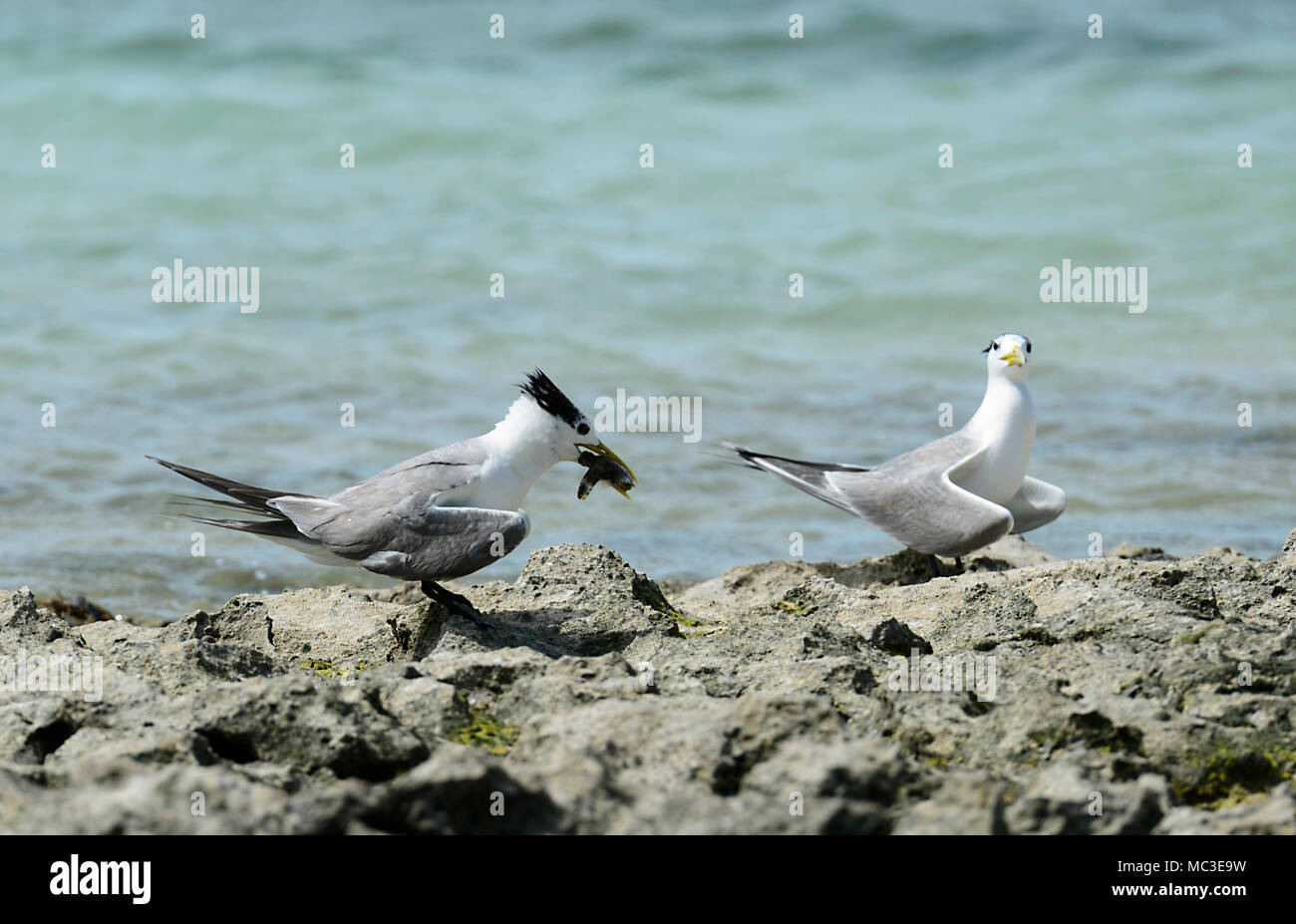 Crested Tern con il cibo nel becco (Thalasseus bergii precedentemente Sterna bergii), la Grande Barriera Corallina, estremo Nord Queensland, QLD, FNQ, GBR, Australia Foto Stock