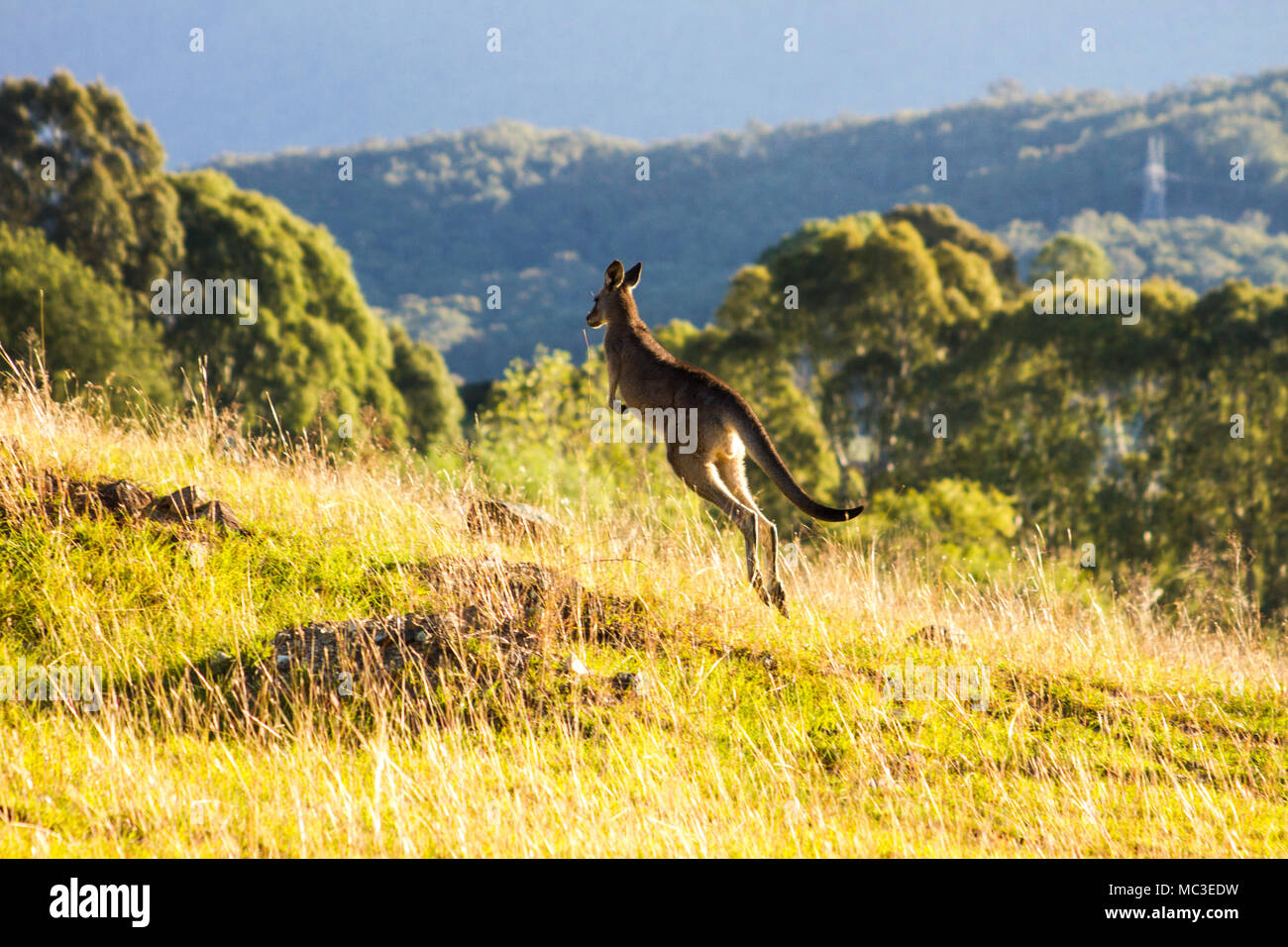 Un canguro salti in corrispondenza del bordo di una montagna, retroilluminato dal compianto aftenoon sun con un altra montagna in background Foto Stock
