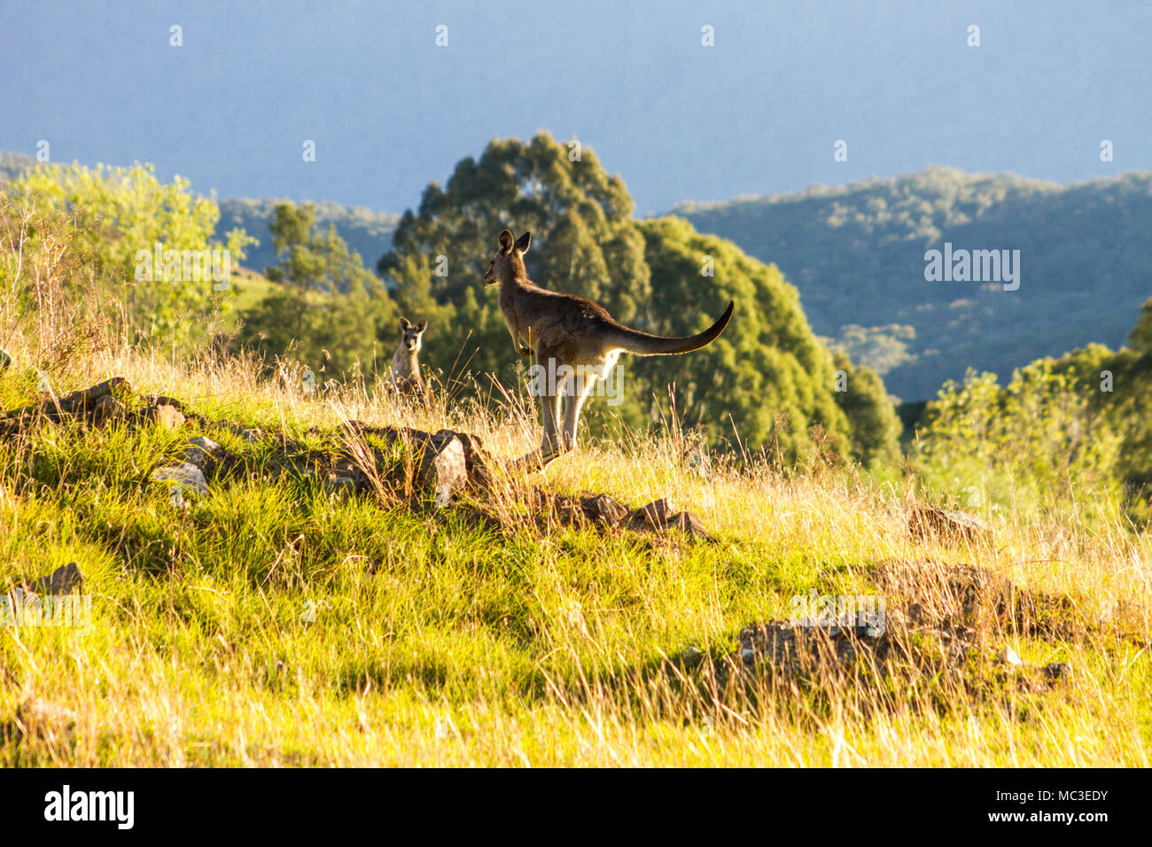 Il salto di canguro sul bordo di una montagna, illuminato dal sole con un altra montagna in background Foto Stock