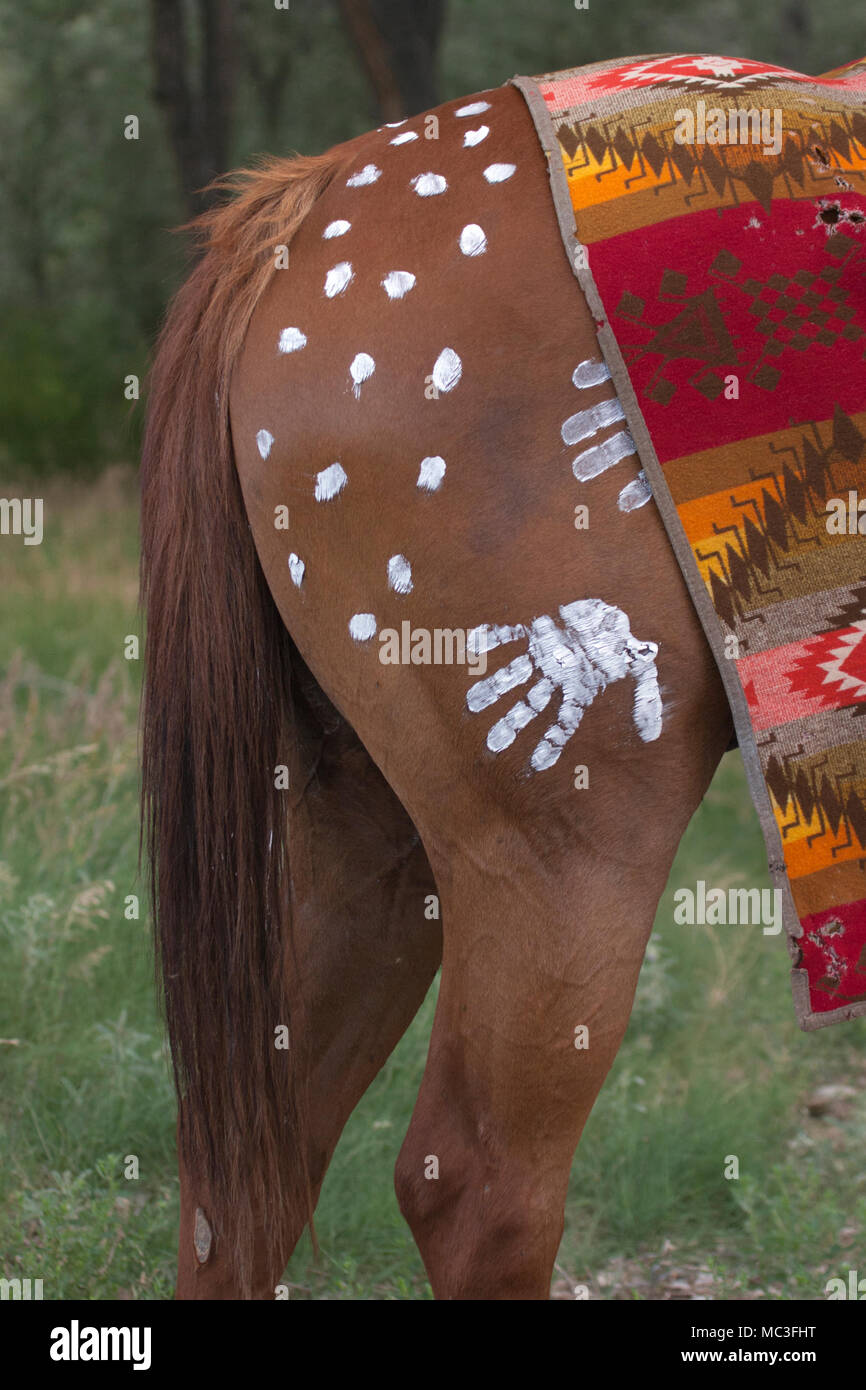 Il cavallo è decorato con vernice da guerra Comanche e coperta, New Mexico Foto Stock