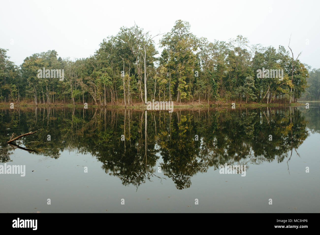 Bella foresta lago paesaggio. Simmetria di riflessione. Il Nepal, Chitwan Foto Stock