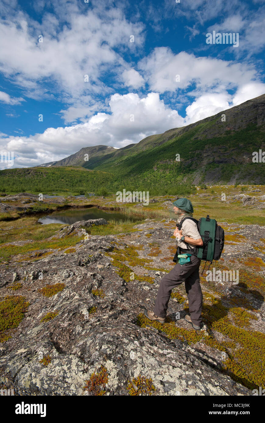 Trekker con hat per proteggere dalle zanzare, Stora Sjofallet National Park, Norrbotten County, Svezia Foto Stock