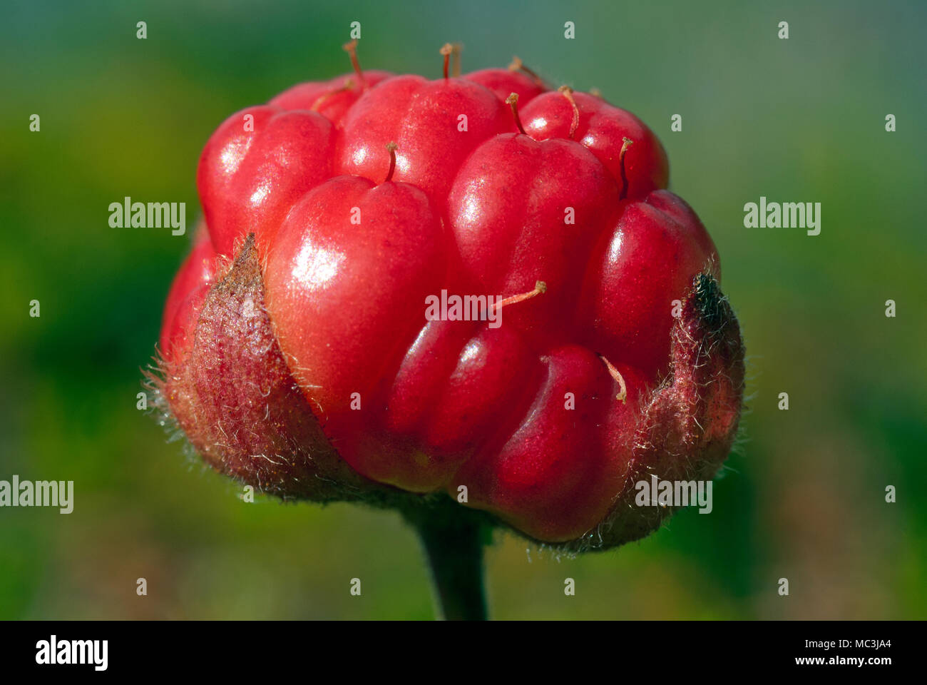 Il lampone artico (Rubus arcticus), Stora Sjofallet National Park, Norrbotten County, Svezia Foto Stock
