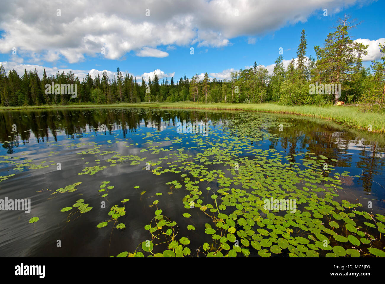 Piccolo lago con ninfee foglie (Nymphaea), Lapponia svedese nei pressi di Gallivare, Norrbotten County, Svezia Foto Stock