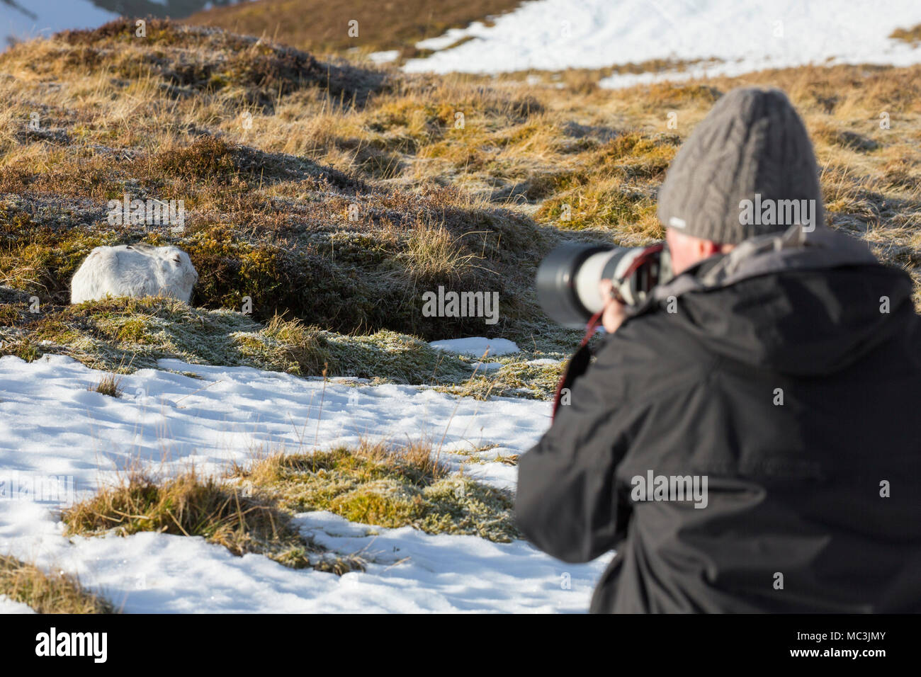 Wildlife Photographer avvicinando la lepre bianca / neve lepre (Lepus timidus) in bianco inverno pelage nelle Highlands scozzesi, Scotland, Regno Unito Foto Stock
