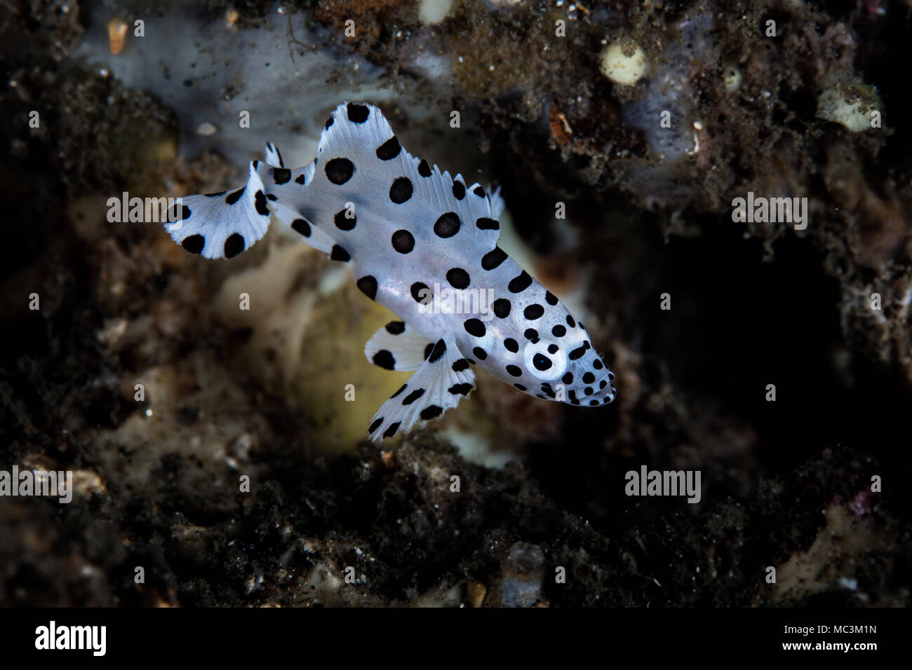 La polka-punteggiate Barramundi giovanile cernia nuota al di sopra del fondo marino nello stretto di Lembeh, Indonesia. Foto Stock