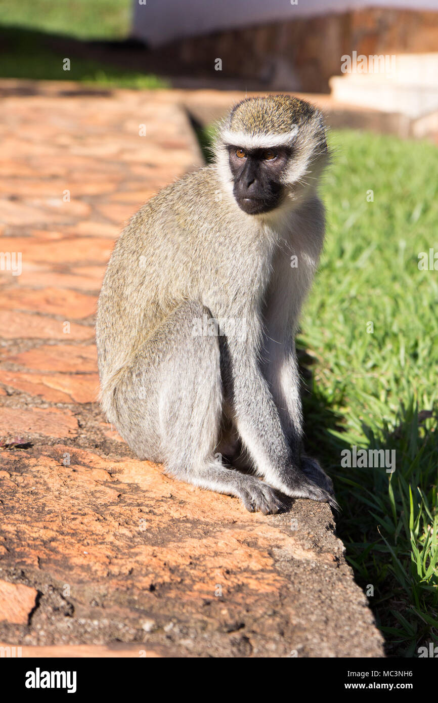 Scimmia in tuta immagini e fotografie stock ad alta risoluzione - Alamy