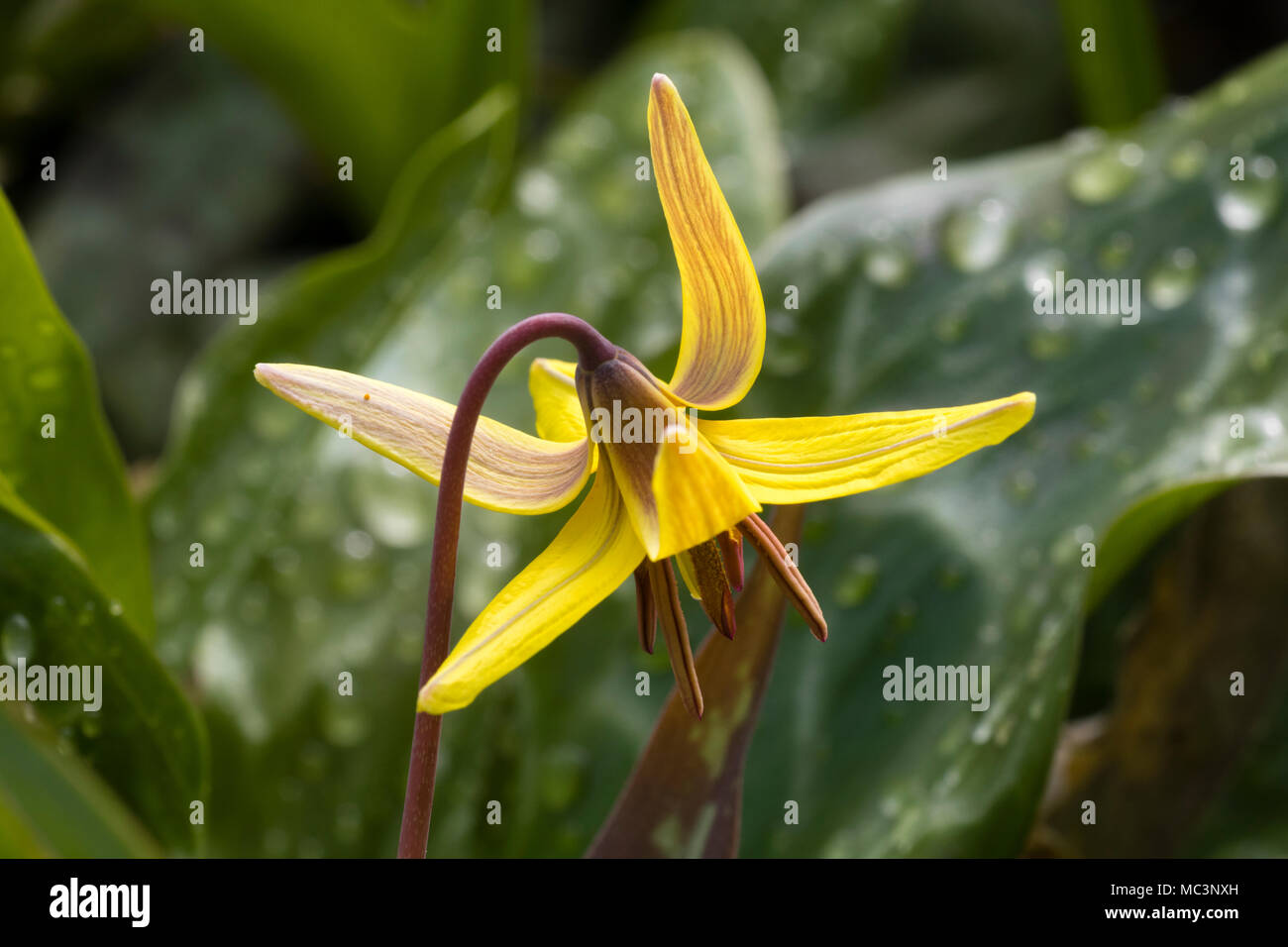 Bronzo e fiore giallo della trota lily, Erythronium americanum, Mostra riflessi petali Foto Stock