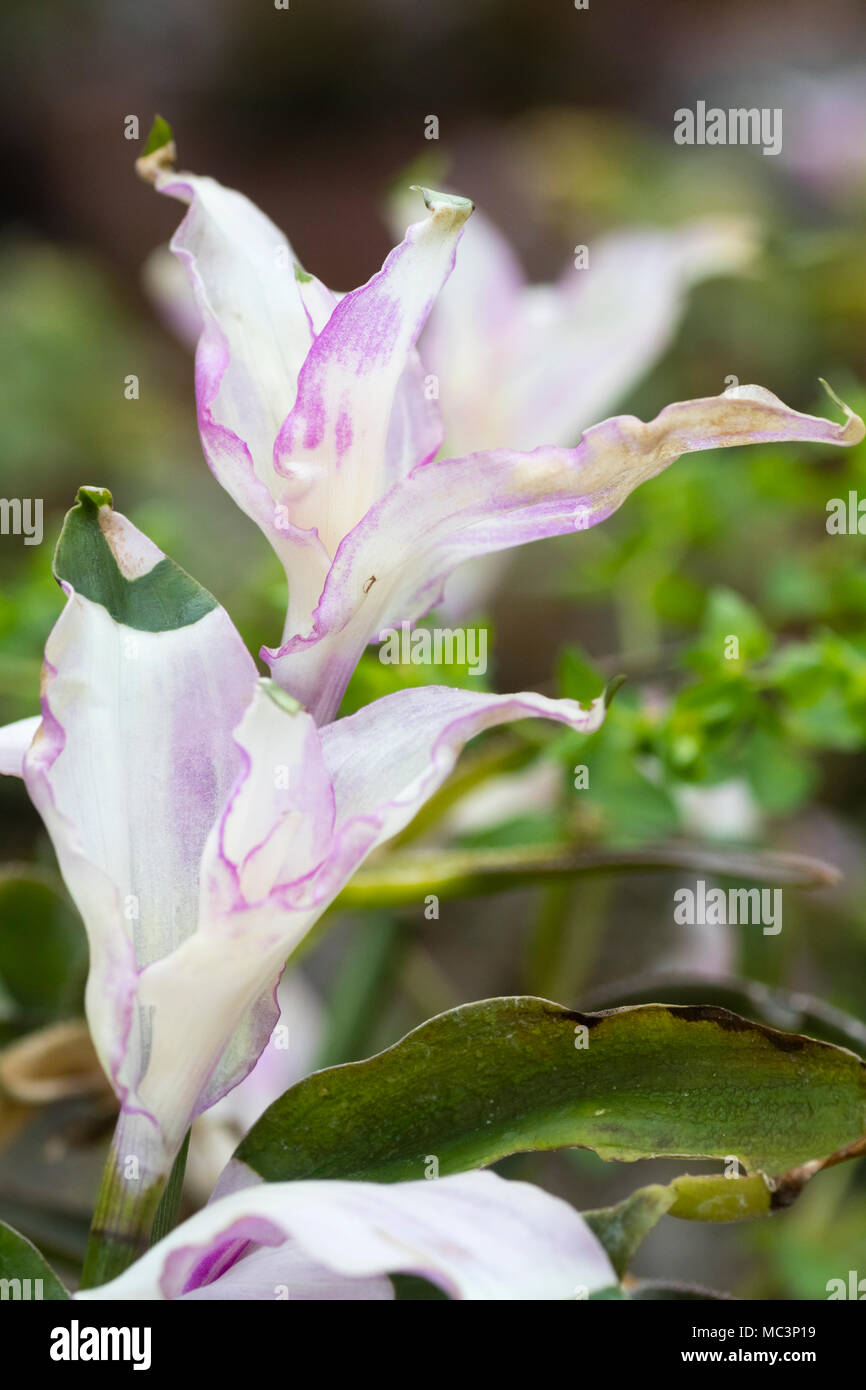 Rosa e Bianco il terminale variegatura su foglie e steli della houseplant, Tradescantia fluminensis 'MAiden's arrossire' Foto Stock