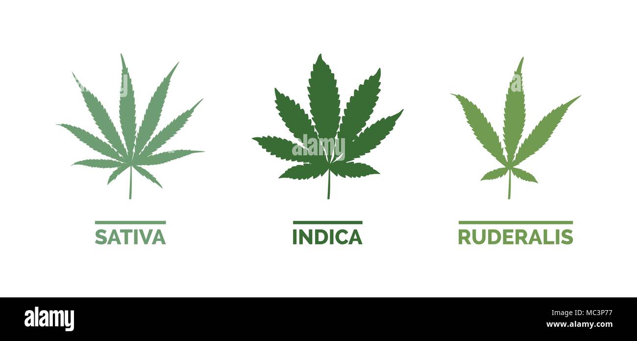 La Cannabis sativa, indica e ruderalis foglie su sfondo bianco Illustrazione Vettoriale
