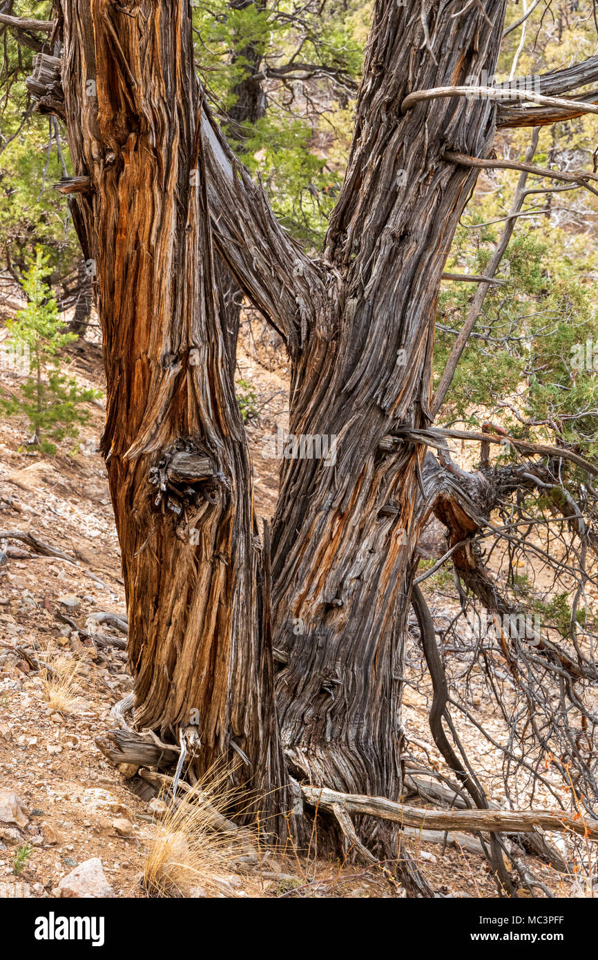 Weathered morto vecchio pino lungo il doppio arcobaleno Trail; central Colorado; USA Foto Stock