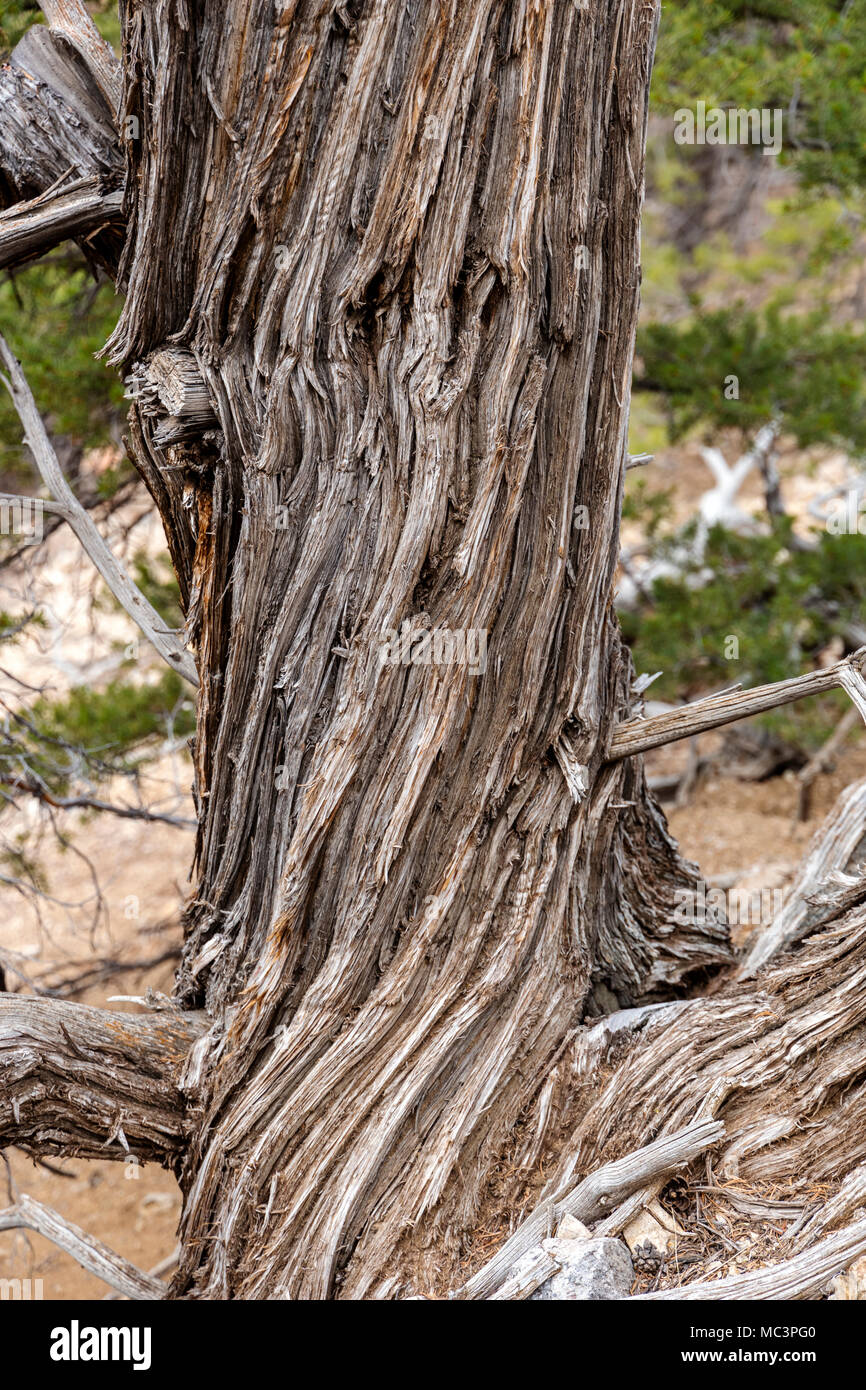 Weathered morto vecchio pino lungo il doppio arcobaleno Trail; central Colorado; USA Foto Stock