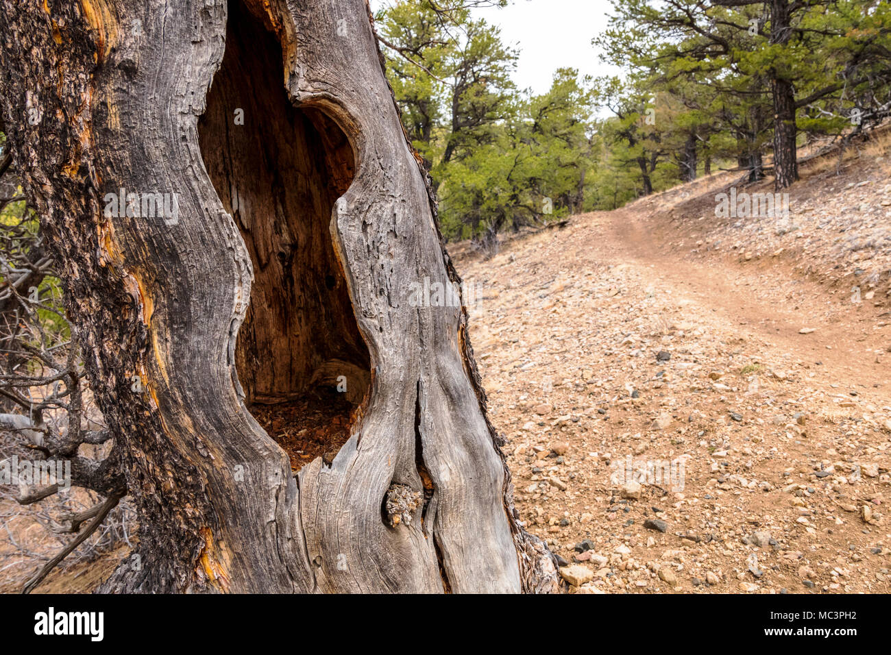 Weathered morto vecchio pino lungo il doppio arcobaleno Trail; central Colorado; USA Foto Stock
