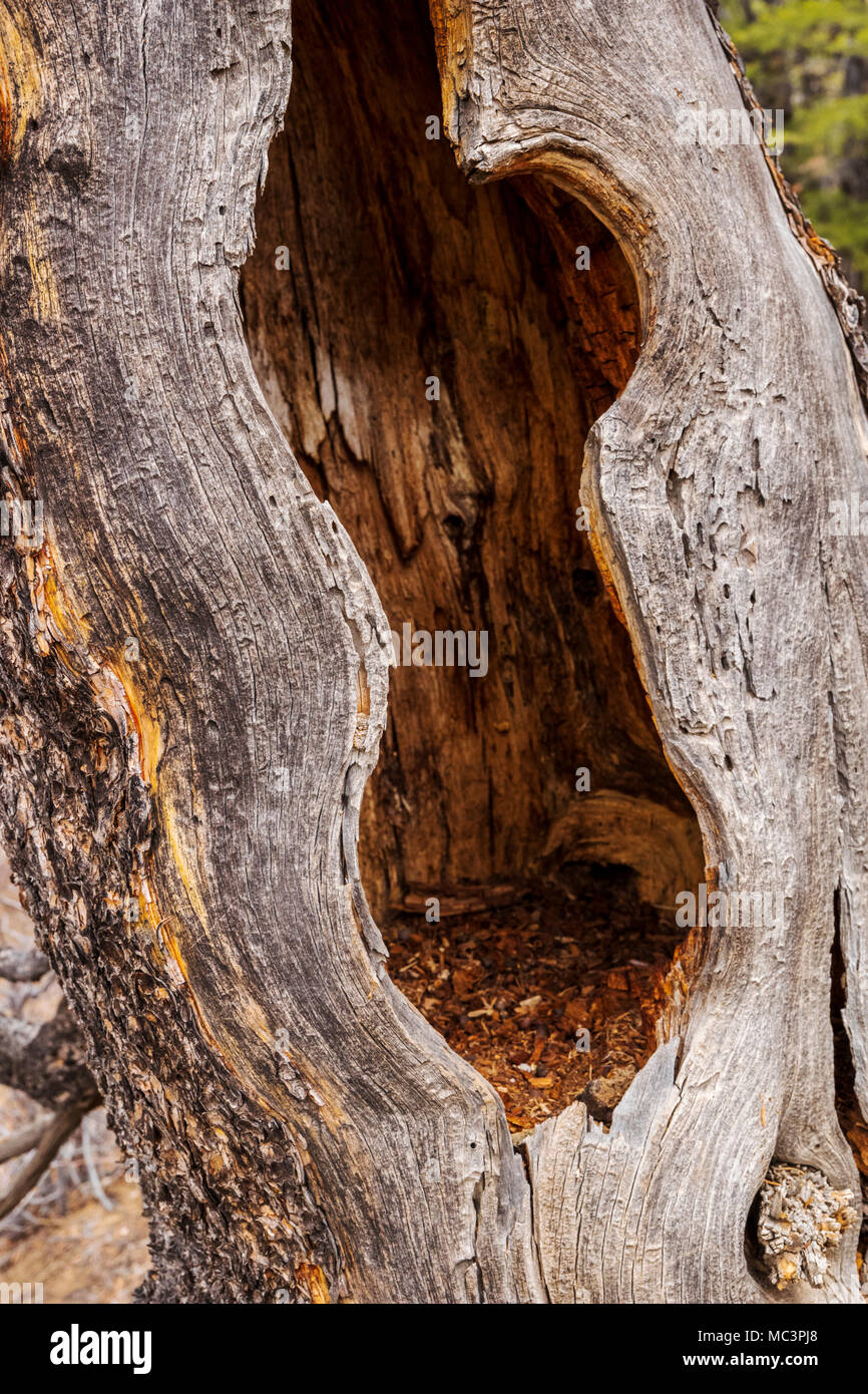 Weathered morto vecchio pino lungo il doppio arcobaleno Trail; central Colorado; USA Foto Stock