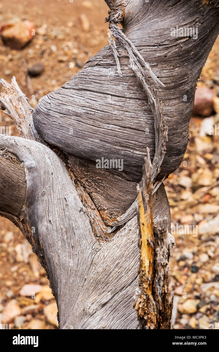 Weathered morto vecchio pino lungo il doppio arcobaleno Trail; central Colorado; USA Foto Stock