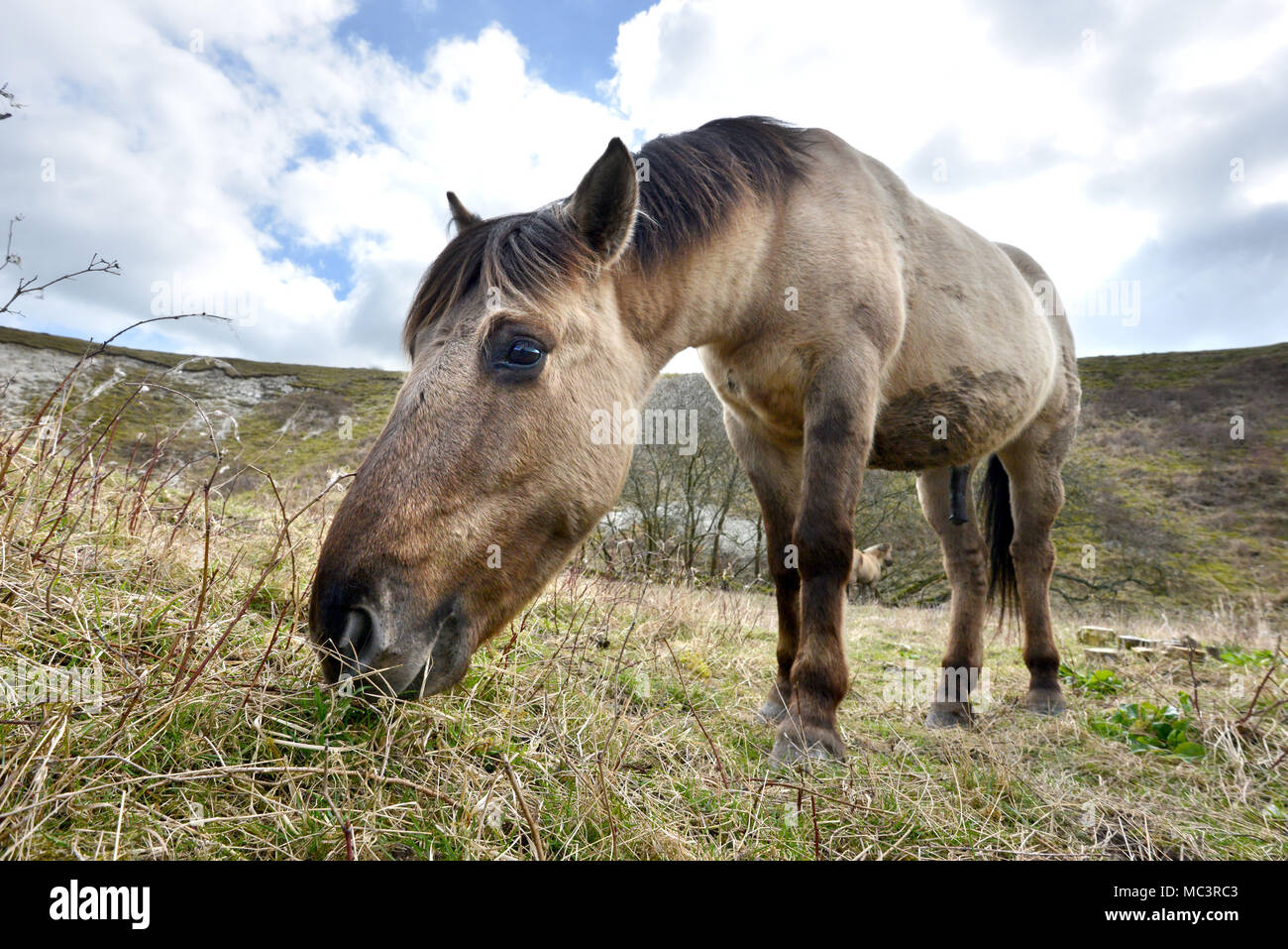 Konik pony su Malling giù, Lewes, East Sussex, utilizzato dal Sussex Wildlife Trust a pascolare sulla South Downs National Park. Foto Stock