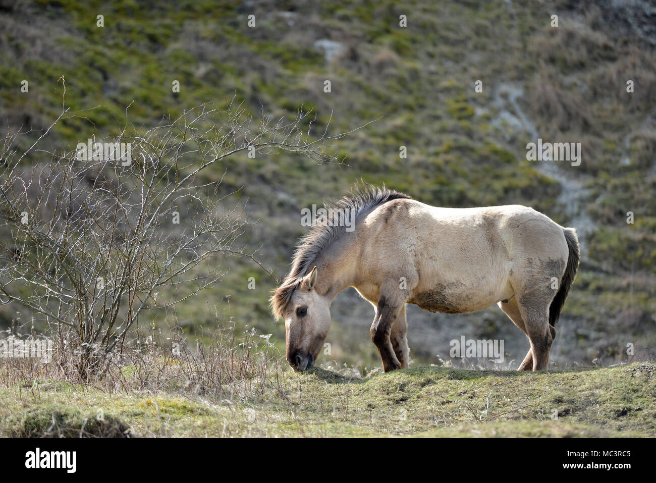 Konik pony su Malling giù, Lewes, East Sussex, utilizzato dal Sussex Wildlife Trust a pascolare sulla South Downs National Park. Foto Stock