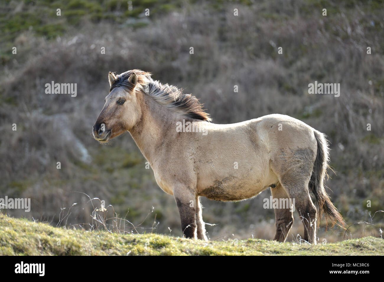 Konik pony su Malling giù, Lewes, East Sussex, utilizzato dal Sussex Wildlife Trust a pascolare sulla South Downs National Park. Foto Stock