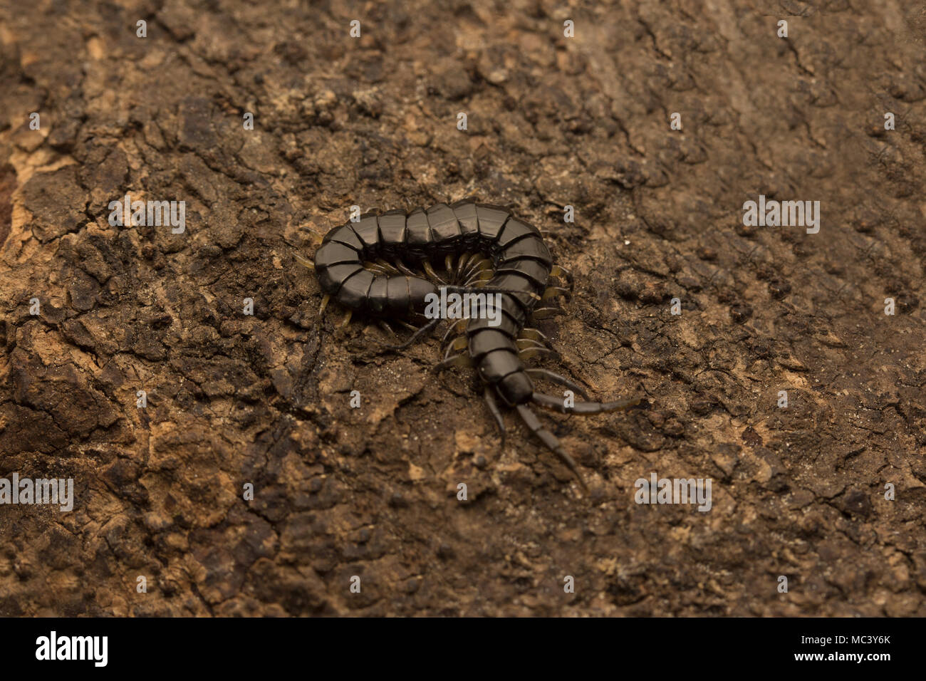 Nero centipede malese Foto Stock