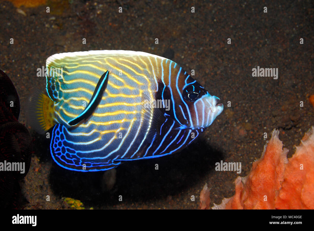 Sub adulto imperatore Angelfish, Pomacanthus imperator, con Blue Streak Wrasse, Labroides dimidiatus. Foto Stock