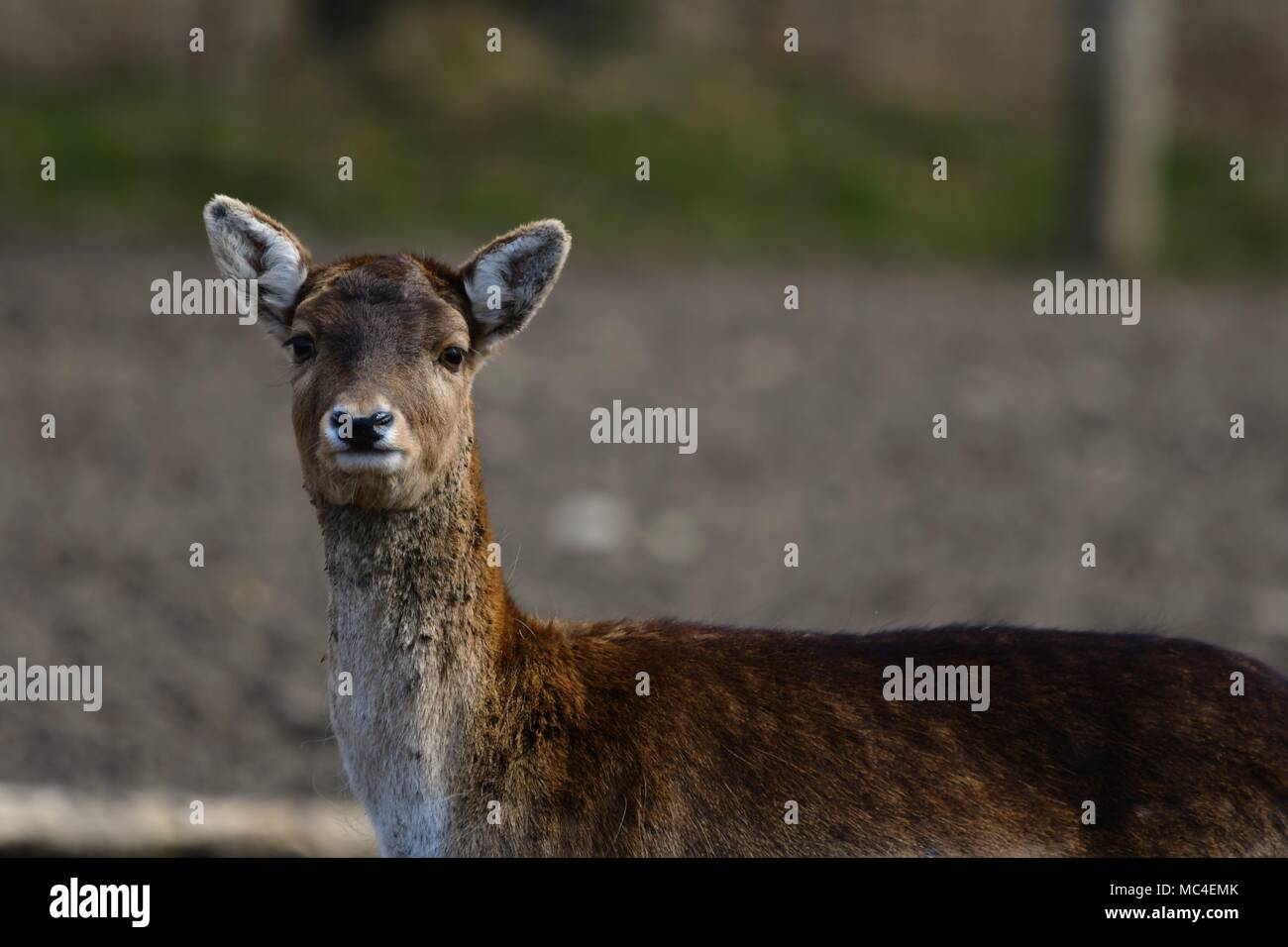 Il daino (Dama Dama) è un mammifero ruminante appartenente alla famiglia Cervidae. Questa specie è originaria di Europa Foto Stock