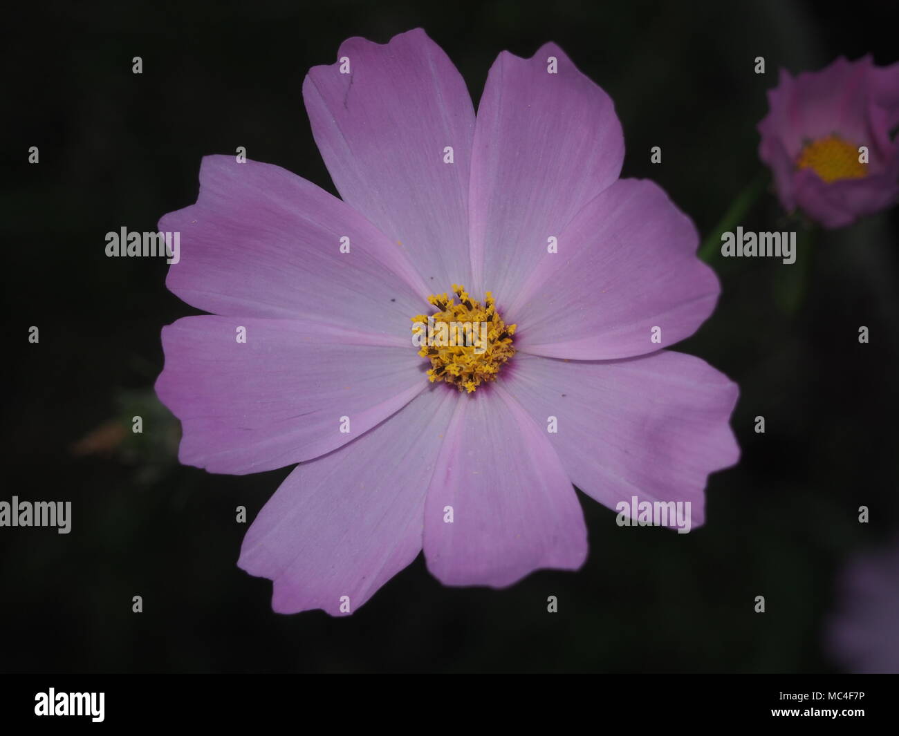 Cosme germoglio di fiore. Petali di colore viola. Pianta di giardino. Close up. Foto Stock