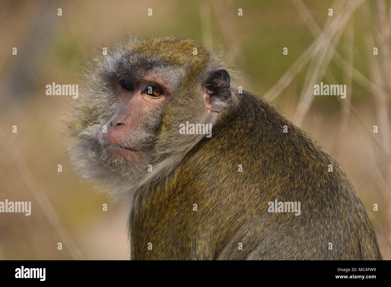 Scimmia RHESUS - macaca mulatta. Foto Stock