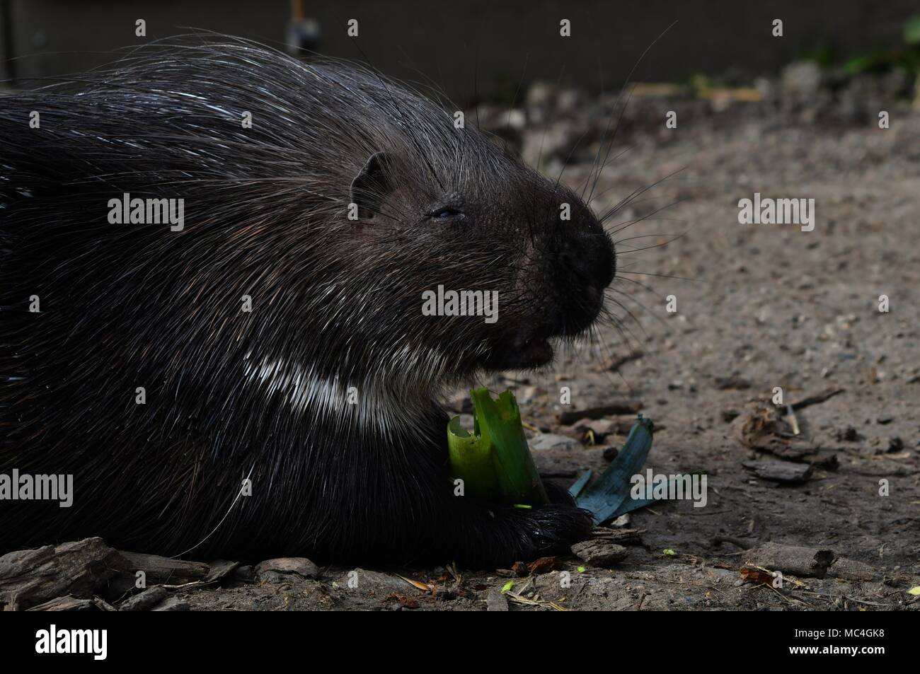 Porcupine - il prickliest di roditori, anche se il suo nome latino significa "maiale cappello". Foto Stock