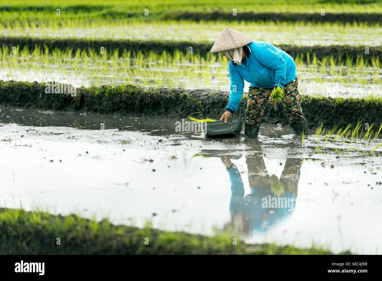 L'agricoltore indonesiano donna in un blu impermeabile, lavorando in una terrazza di riso con un Balinese hat. Bali Indonesia. Foto Stock