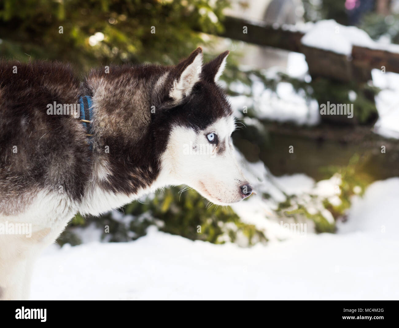 Siberian Husky ritratto in inverno Foto Stock