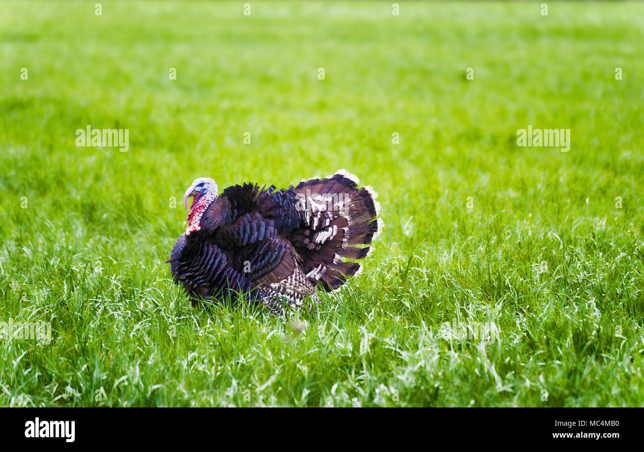 Un maschio di puntoni Turchia circa in un verde pascolo. Foto Stock