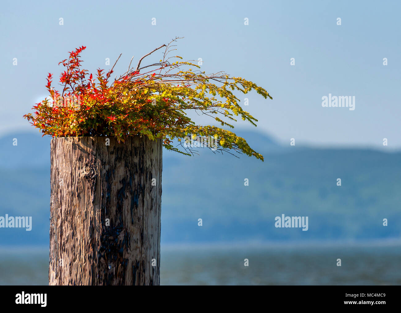Una chiusura su un pillion nel fiume Columbia, visto dal lungomare, con piante che crescono al di fuori della parte superiore di esso. Foto Stock