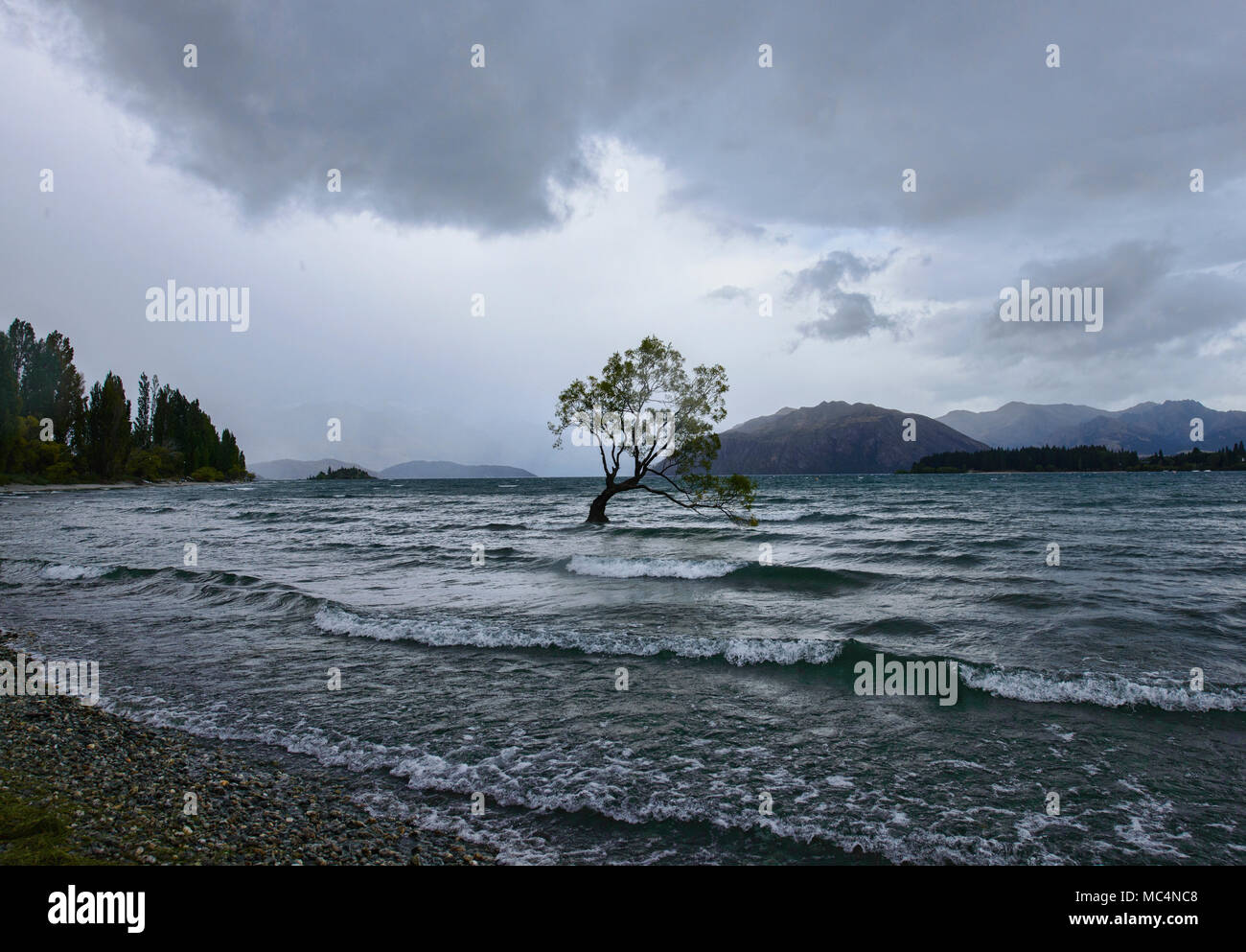 Il famoso Albero di Wanaka, il lago Wanaka, Nuova Zelanda Foto Stock