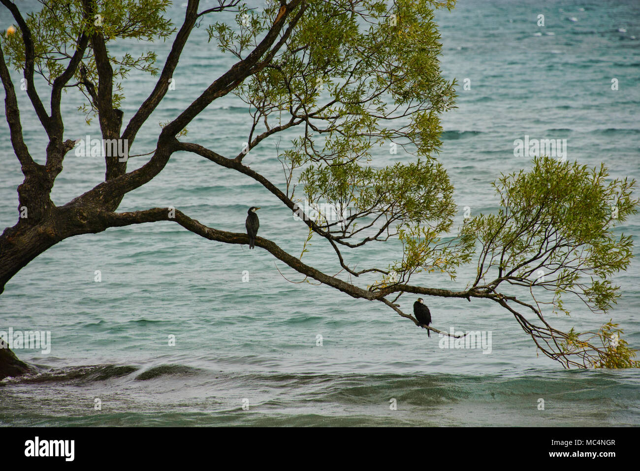 Il famoso Albero di Wanaka, il lago Wanaka, Nuova Zelanda Foto Stock