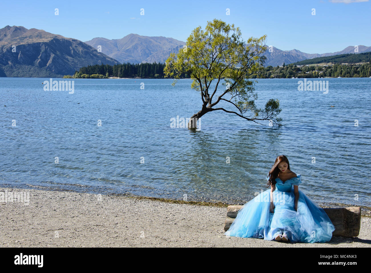 Il famoso Albero di Wanaka, il lago Wanaka, Nuova Zelanda Foto Stock