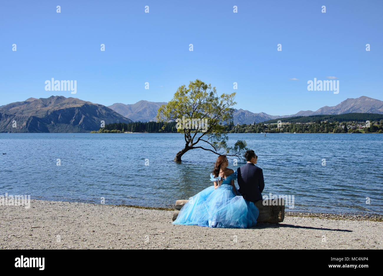 Il famoso Albero di Wanaka, il lago Wanaka, Nuova Zelanda Foto Stock