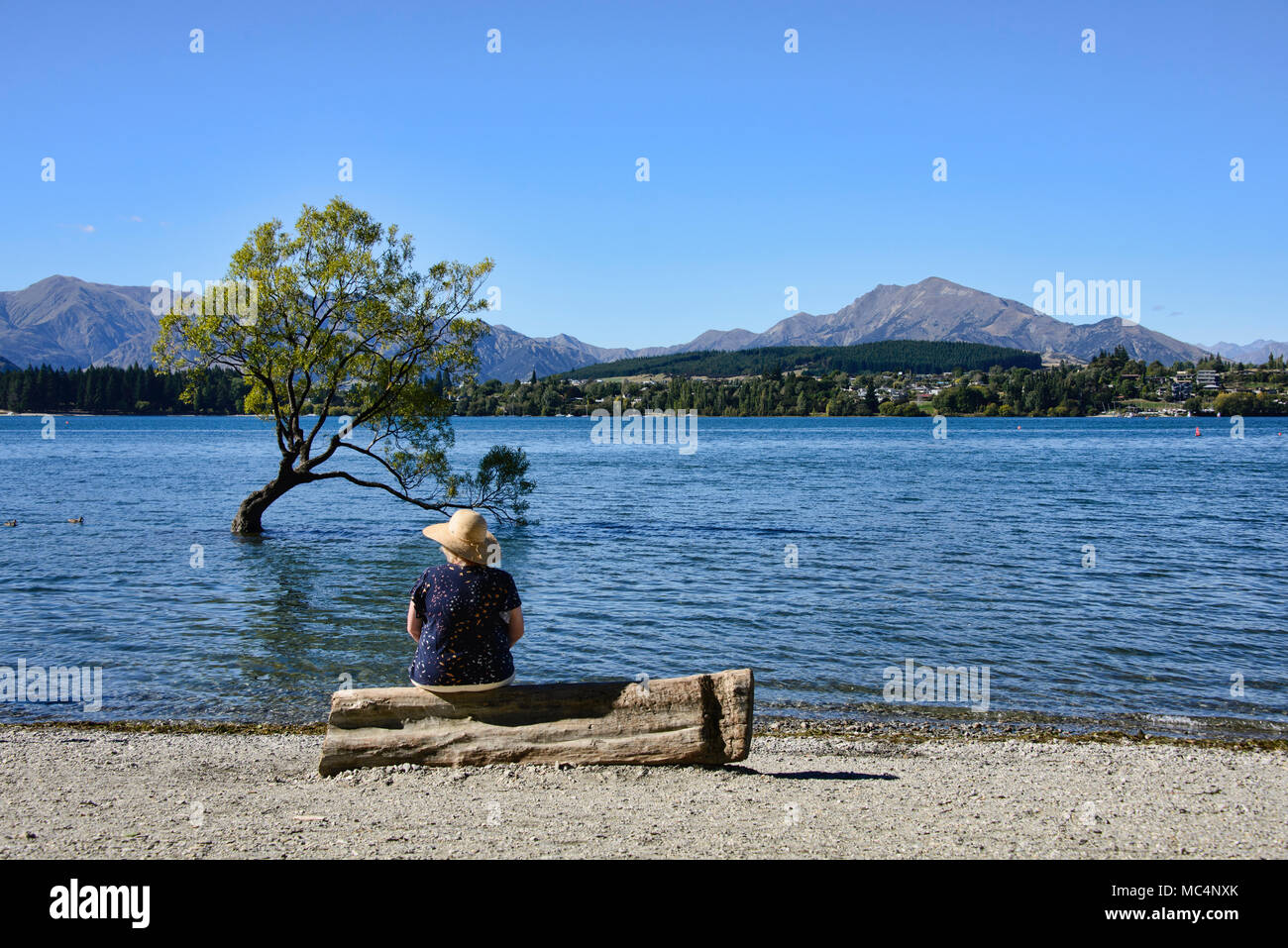 Il famoso Albero di Wanaka, il lago Wanaka, Nuova Zelanda Foto Stock