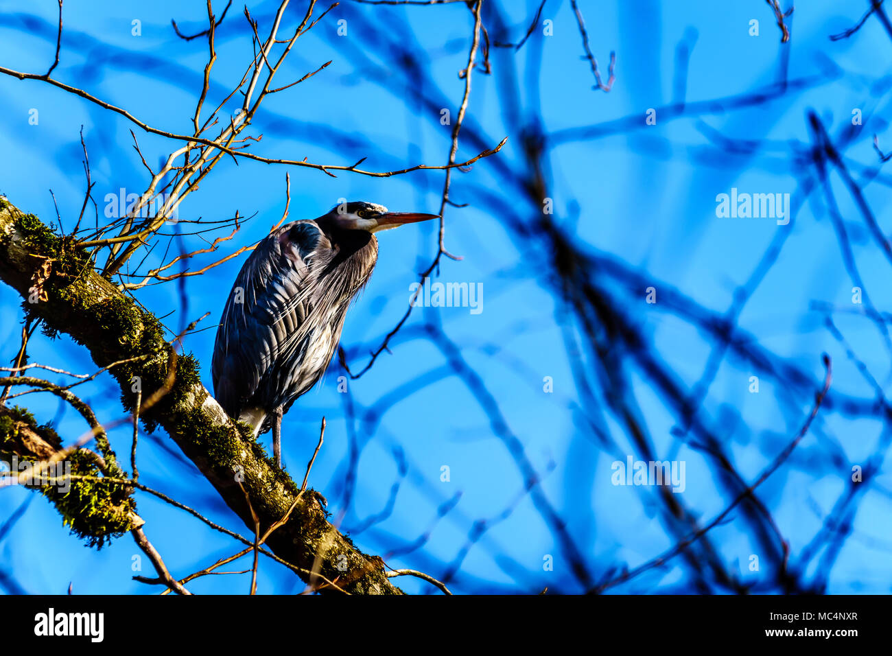 Giovani airone blu seduti sul ramo di albero in Pitt-Addington Marsh a Pitt lago vicino a Maple Ridge in Fraser Valley della British Columbia, Canada Foto Stock