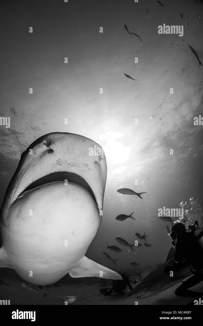 Tiger Shark intorno a Bahamas in Tiger Beach Foto Stock