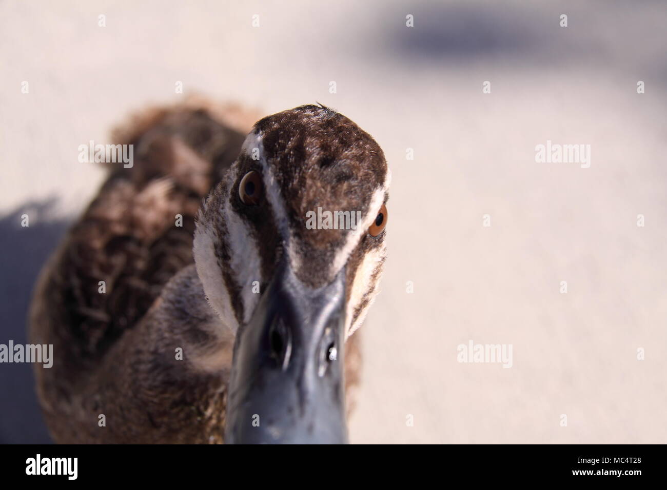 Pacific Black Duck (Anas superciliosa) Foto Stock