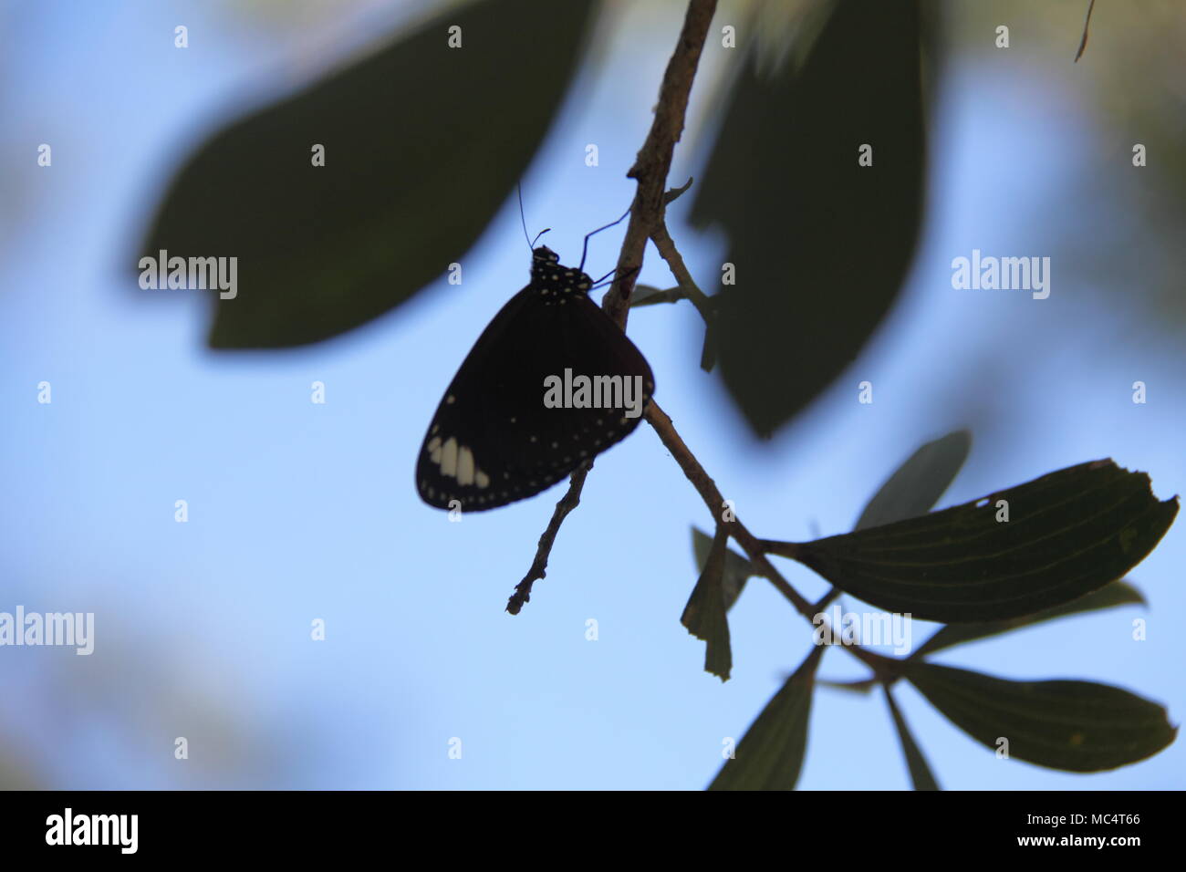 Il corvo comune Butterfly (Euploea Core) Foto Stock