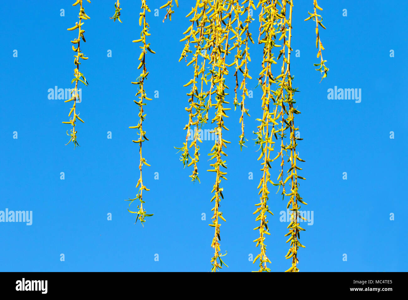 Immagine del salice verde le bielle contro il cielo blu Foto Stock