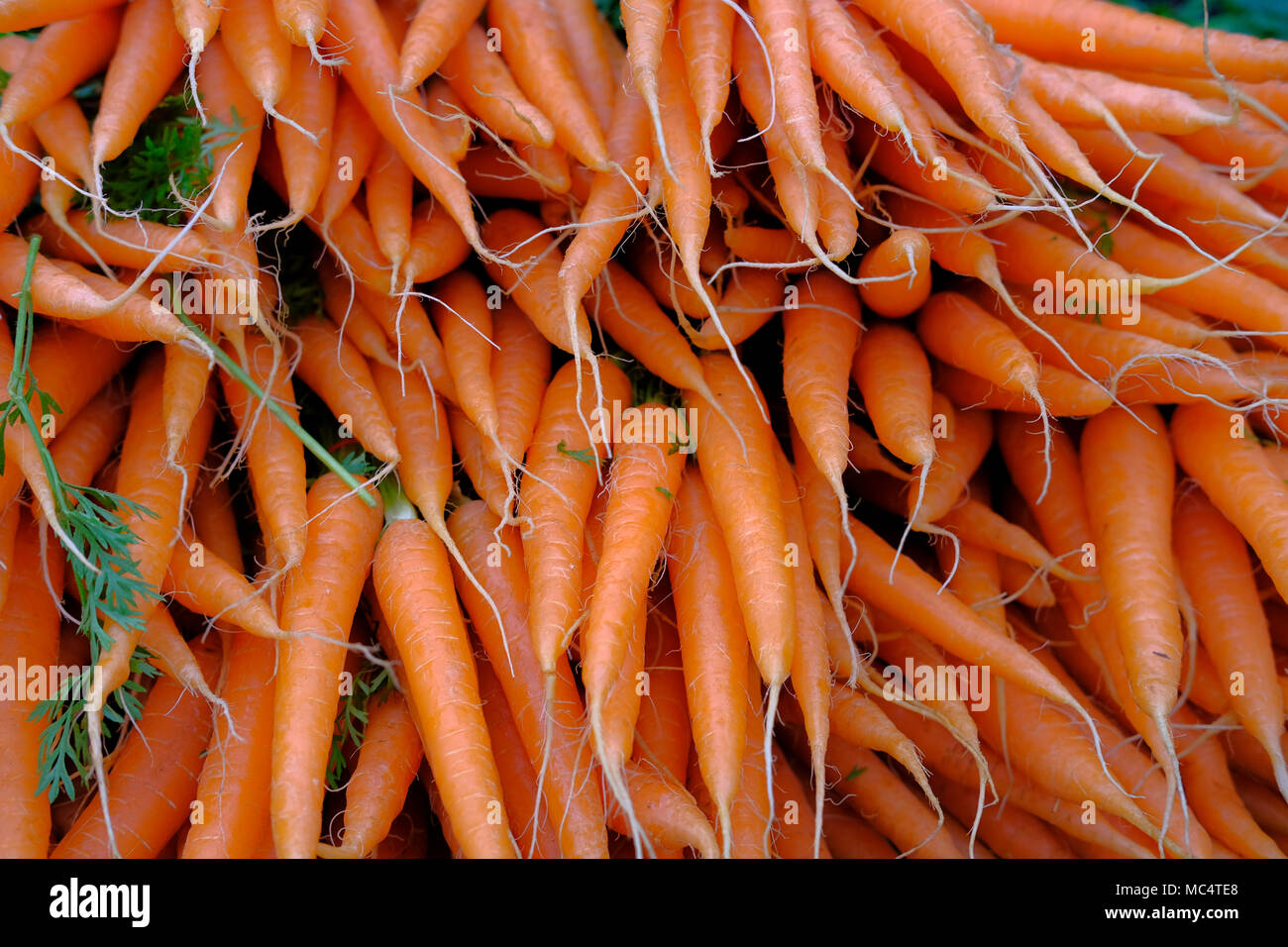 La carota è una radice vegetale, di solito di colore arancione. Le carote  sono una forma addomesticata del selvaggio carota, Daucus carota Foto stock  - Alamy