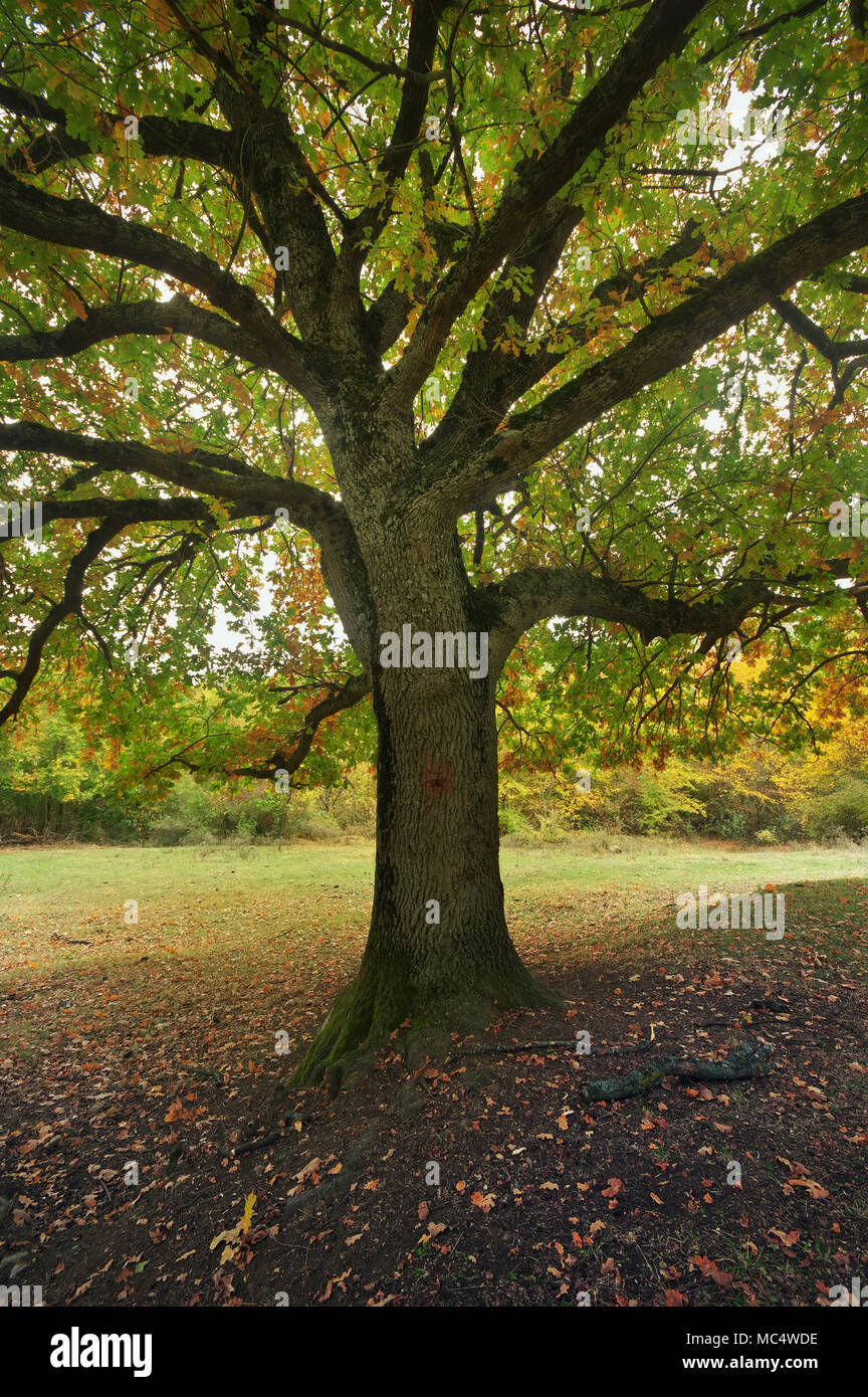 Autunno bello e mite quercia rami. Composizione della natura Foto Stock