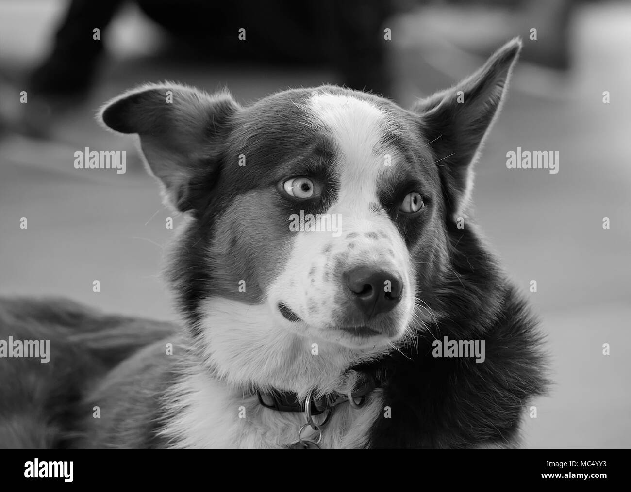 Chiuda il cane Foto Stock