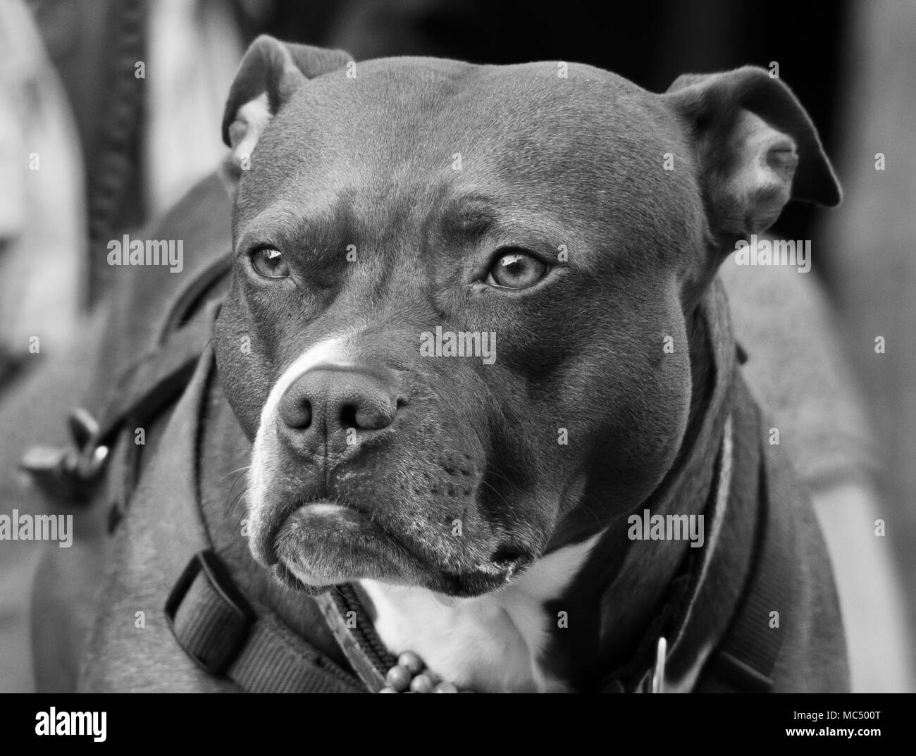 Chiuda il cane Foto Stock