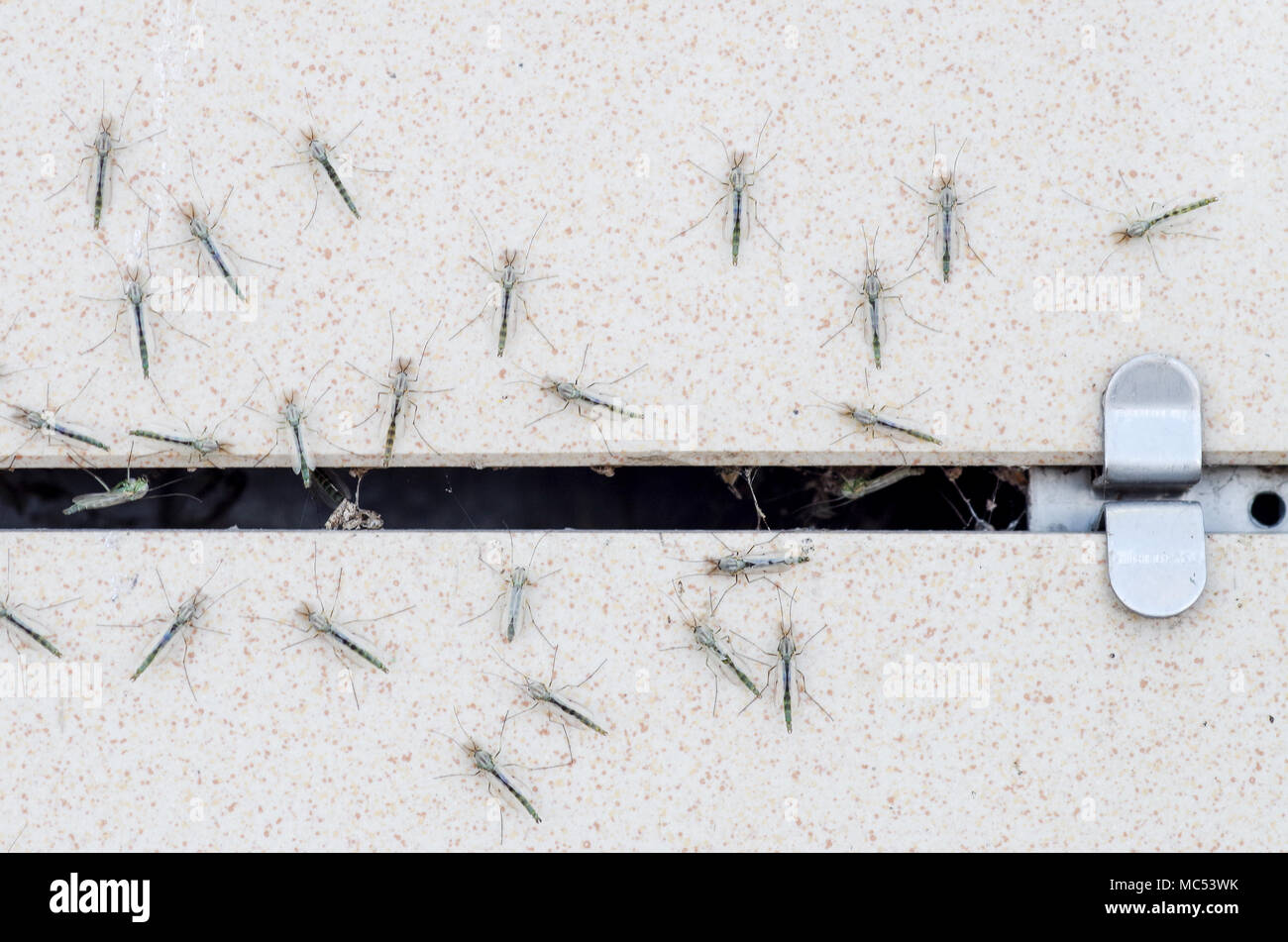Un gregge di insetti vicino sul muro di una casa Foto Stock