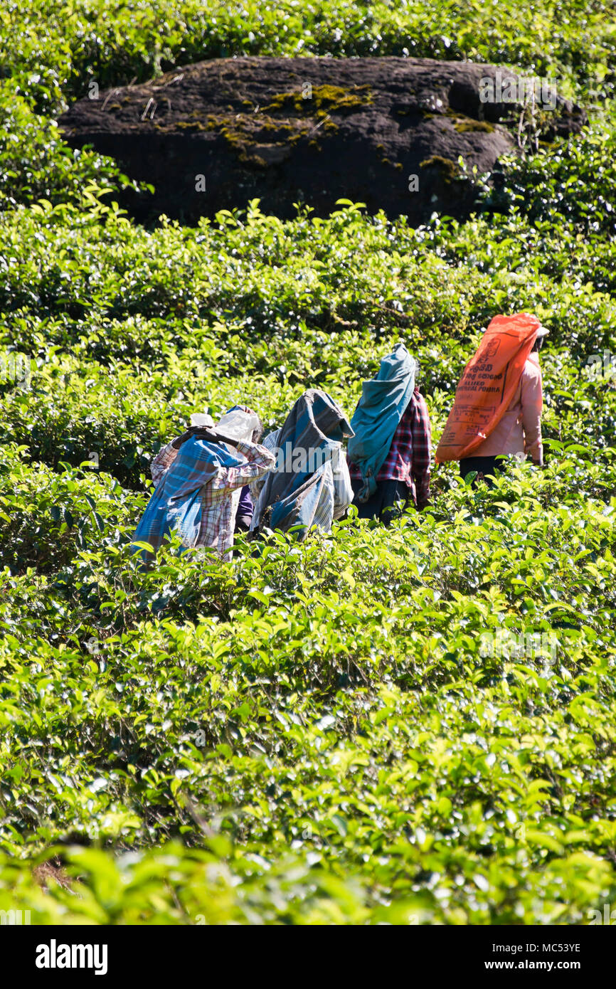 Vista verticale dei lavoratori su una piantagione di tè scalando le piste in Nuwara Eliya, Sri Lanka. Foto Stock