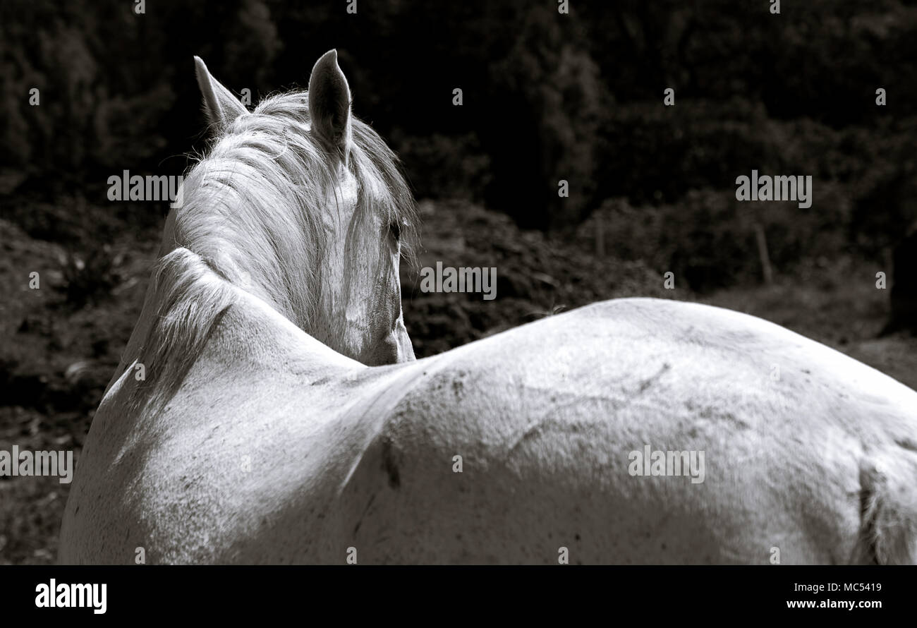Un bel bianco mare girare la testa al momento dell'immagine. Foto Stock