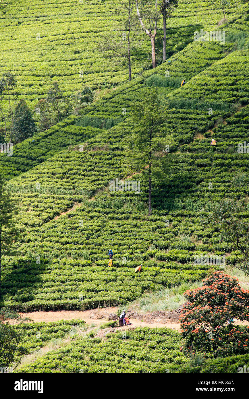 Vista verticale dei lavoratori raccolta di foglie di tè su una piantagione in Nuwara Eliya, Sri Lanka. Foto Stock